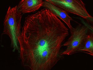 The Bio-nano Research Facility of the WVU SRF produced this fluorescent image of cells